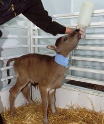 Nyfødt banteng-klon med god appetitt